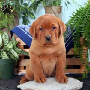 Hailey, Fox Red Labrador Retriever Puppy