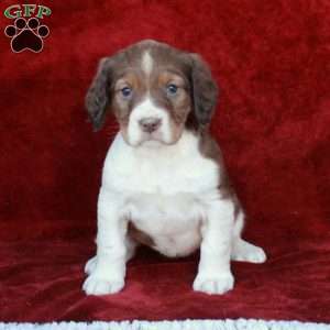 Hailey, English Springer Spaniel Puppy