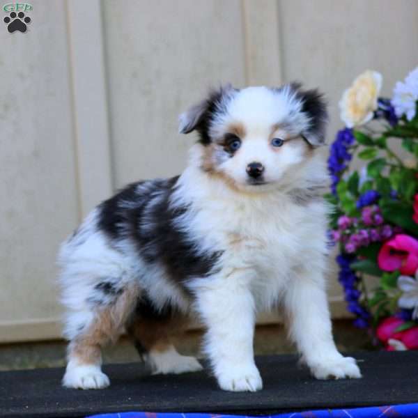 Hailey, Miniature Australian Shepherd Puppy