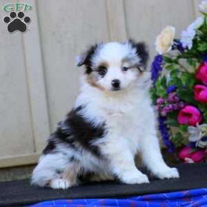 Hailey, Miniature Australian Shepherd Puppy