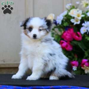 Hailey, Miniature Australian Shepherd Puppy