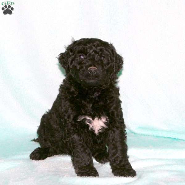 Hank, Portuguese Water Dog Puppy