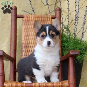Hank, Pembroke Welsh Corgi Puppy