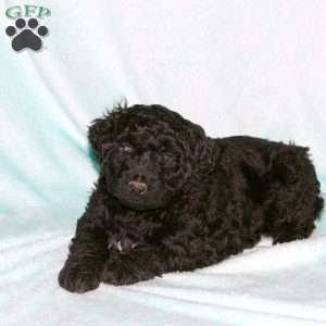 Hank, Portuguese Water Dog Puppy