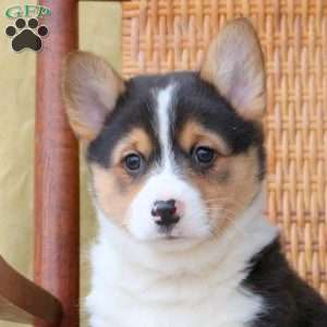 Hank, Pembroke Welsh Corgi Puppy