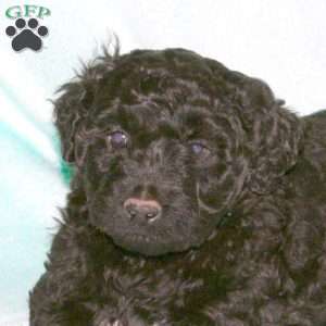 Hank, Portuguese Water Dog Puppy