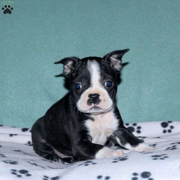 Hannah, Boston Terrier Puppy