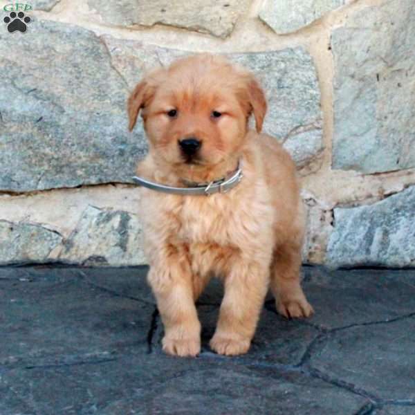 Hannah, Golden Retriever Puppy