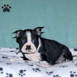 Hannah, Boston Terrier Puppy