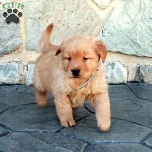 Hannah, Golden Retriever Puppy