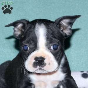 Hannah, Boston Terrier Puppy