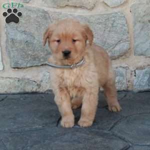 Hannah, Golden Retriever Puppy