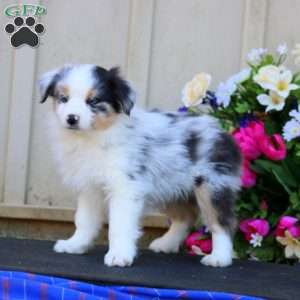 Hannah, Miniature Australian Shepherd Puppy