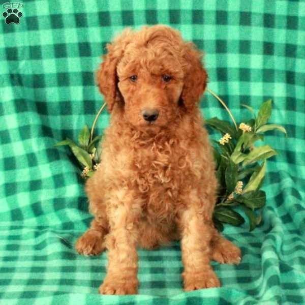 Hansel, Standard Poodle Puppy