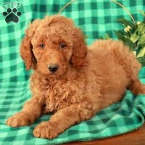 Hansel, Standard Poodle Puppy