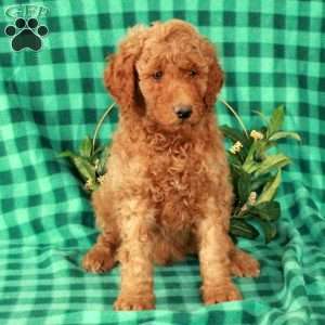 Hansel, Standard Poodle Puppy