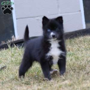 Happy, Pomsky Puppy