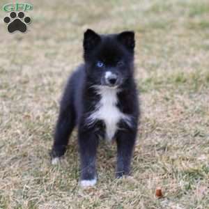 Happy, Pomsky Puppy