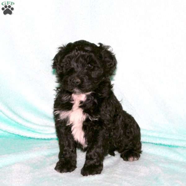 Harley, Portuguese Water Dog Puppy