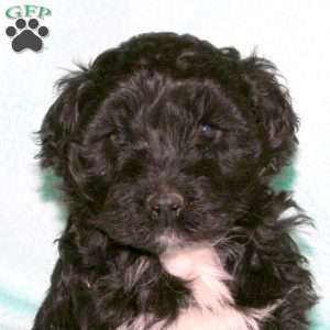 Harley, Portuguese Water Dog Puppy