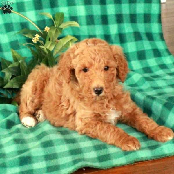 Harlow, Standard Poodle Puppy