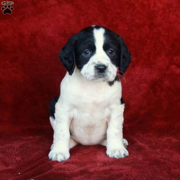 Harlow, English Springer Spaniel Puppy