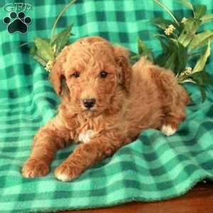 Harlow, Standard Poodle Puppy