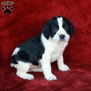 Harlow, English Springer Spaniel Puppy