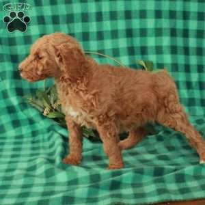 Harlow, Standard Poodle Puppy