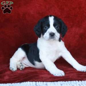 Harlow, English Springer Spaniel Puppy