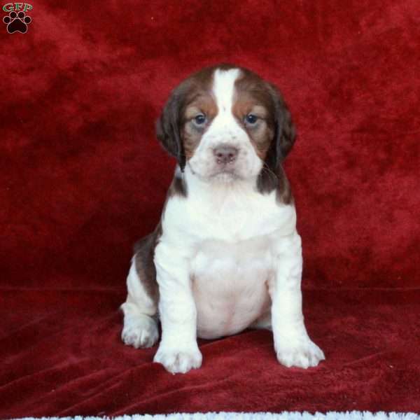 Harmony, English Springer Spaniel Puppy