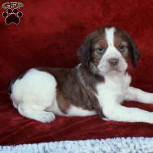 Harmony, English Springer Spaniel Puppy