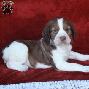 Harmony, English Springer Spaniel Puppy