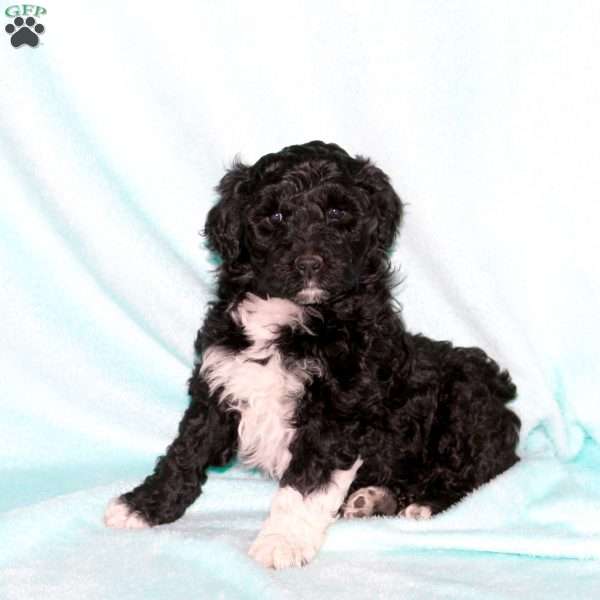 Harper, Portuguese Water Dog Puppy