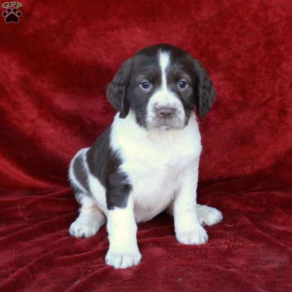 Harper, English Springer Spaniel Puppy