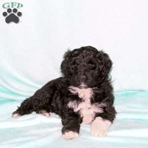 Harper, Portuguese Water Dog Puppy