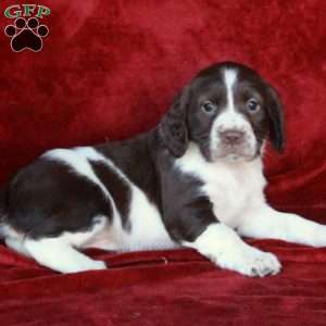 Harper, English Springer Spaniel Puppy