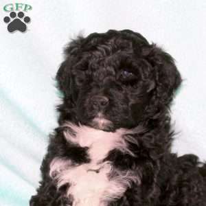 Harper, Portuguese Water Dog Puppy