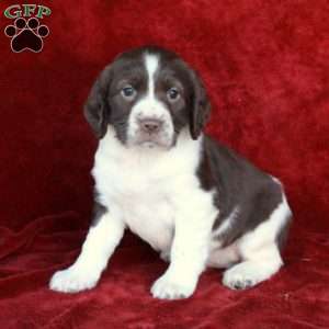 Harper, English Springer Spaniel Puppy