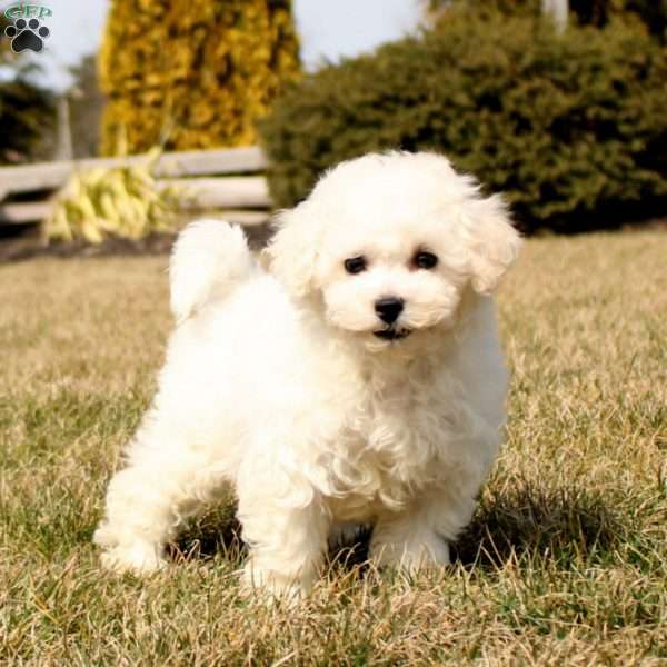 Harper, Bichon Frise Puppy