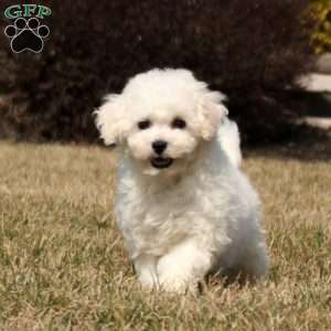 Harper, Bichon Frise Puppy