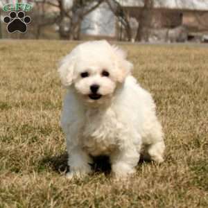 Harper, Bichon Frise Puppy