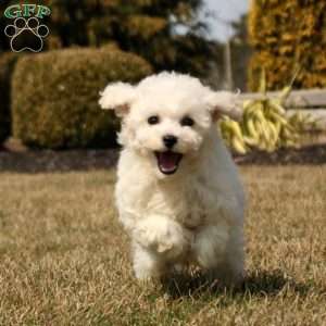 Harper, Bichon Frise Puppy