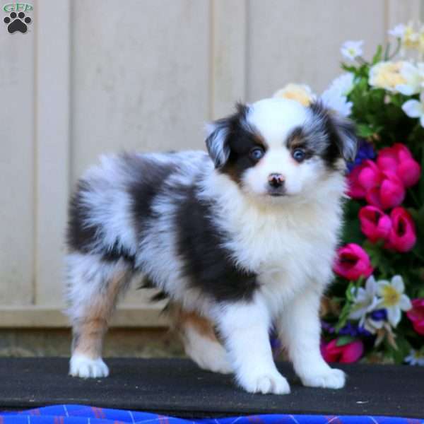 Harper, Miniature Australian Shepherd Puppy