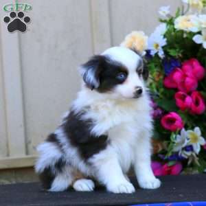 Harper, Miniature Australian Shepherd Puppy