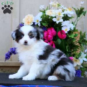 Harper, Miniature Australian Shepherd Puppy