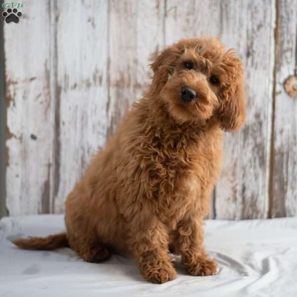 Harriet, Mini Labradoodle Puppy