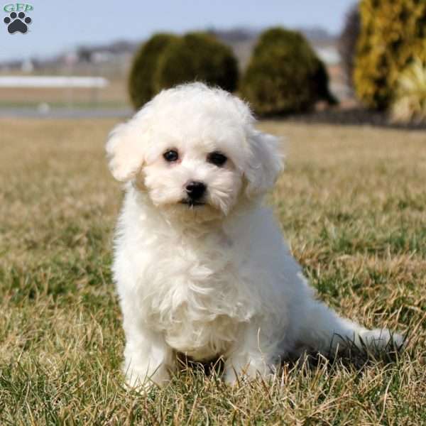 Harrison, Bichon Frise Puppy