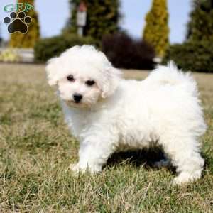 Harrison, Bichon Frise Puppy