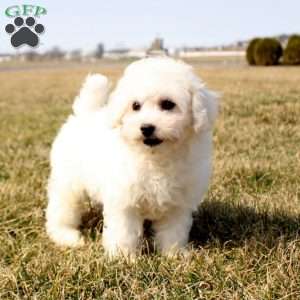 Harrison, Bichon Frise Puppy